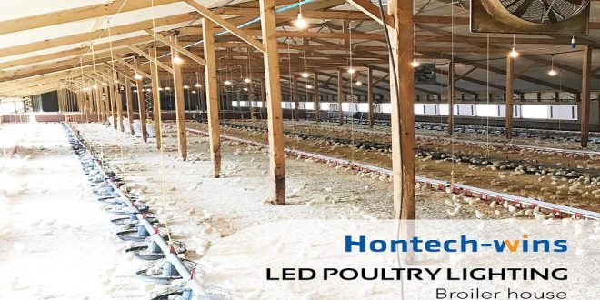 Why You Need A Broiler Lighting System for Your Farm